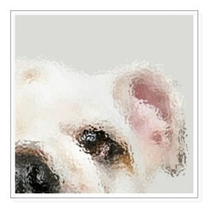 Dogs